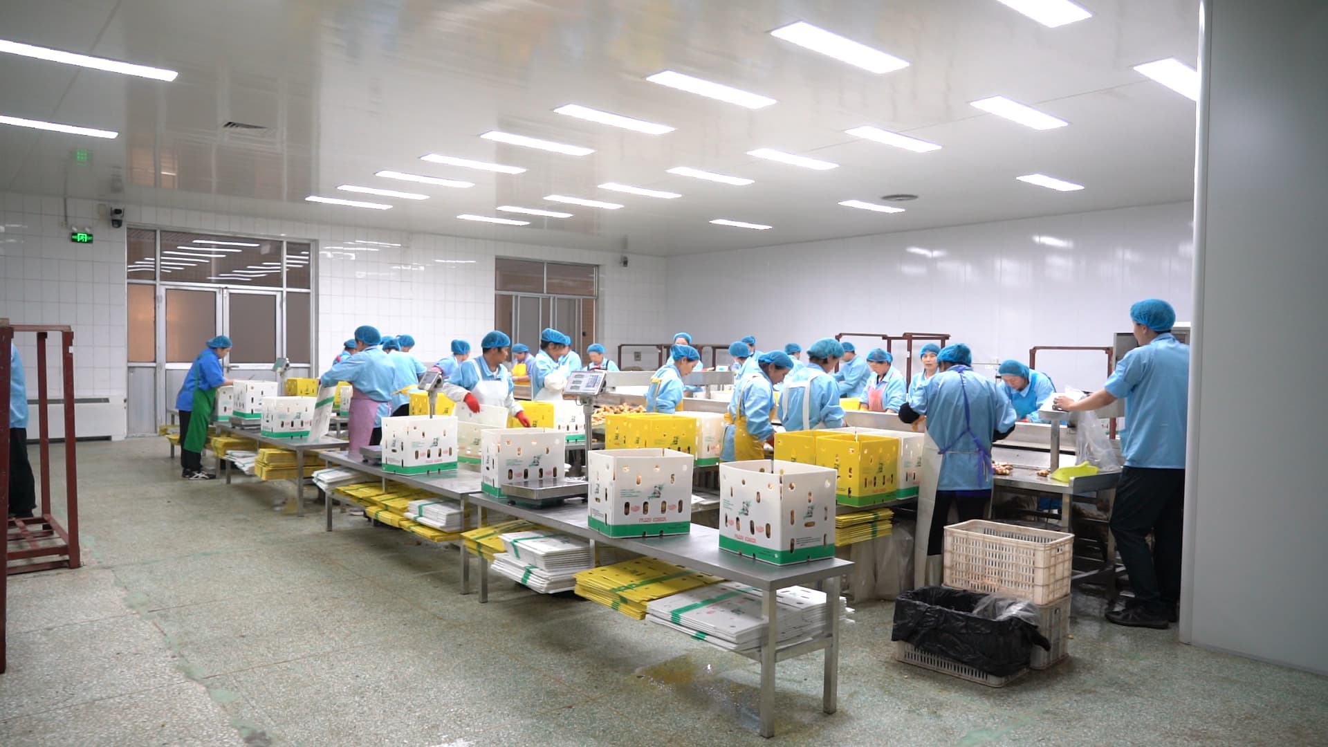 Ginger being packed into boxes at the Breda warehouse