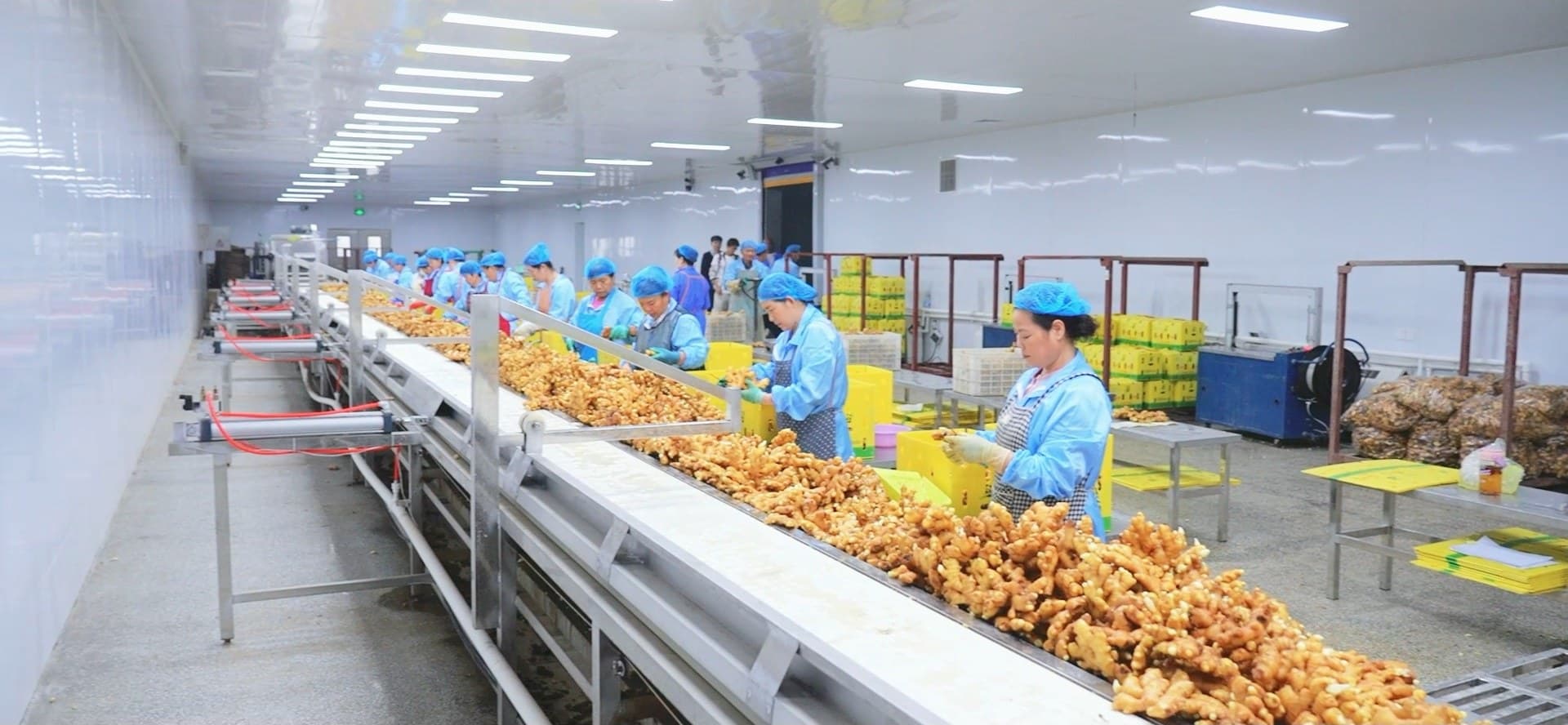 Workers sorting ginger on a conveyor line