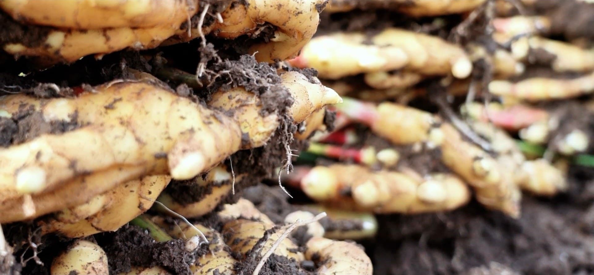Harvest